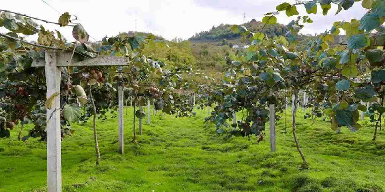 4 bin ton rekolte bekleniyor kilogram fiyati belli oldu BRlvhfJe.jpg