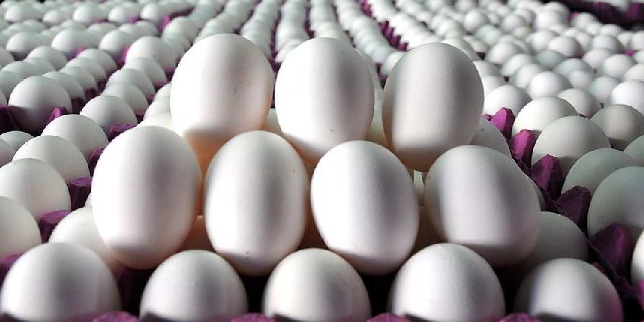 tuik acikladi yumurta azaldi cEt2TMeA.jpg