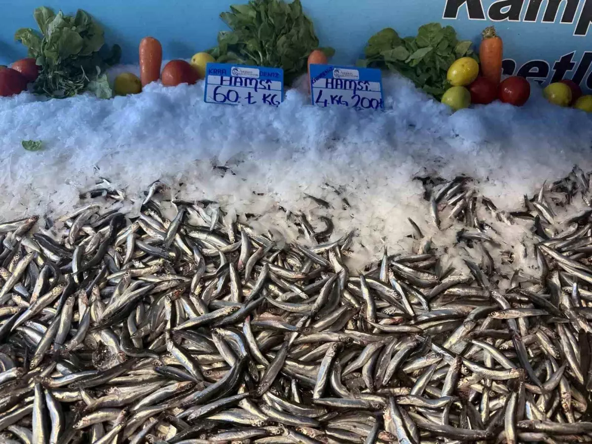 hamsi fiyatlarinda dusus devam ediyor O72EY7in.jpg