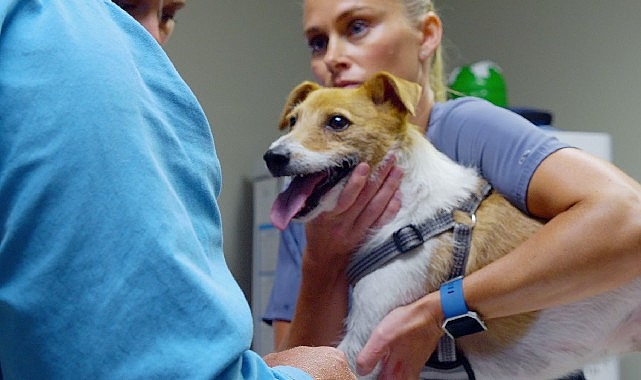 heartland veterinerleri pati ve pence 3 kasim pazartesi 2100de national geographic wild ekranlarinda izleyicilerle bulusuyor NiYekffW.jpg