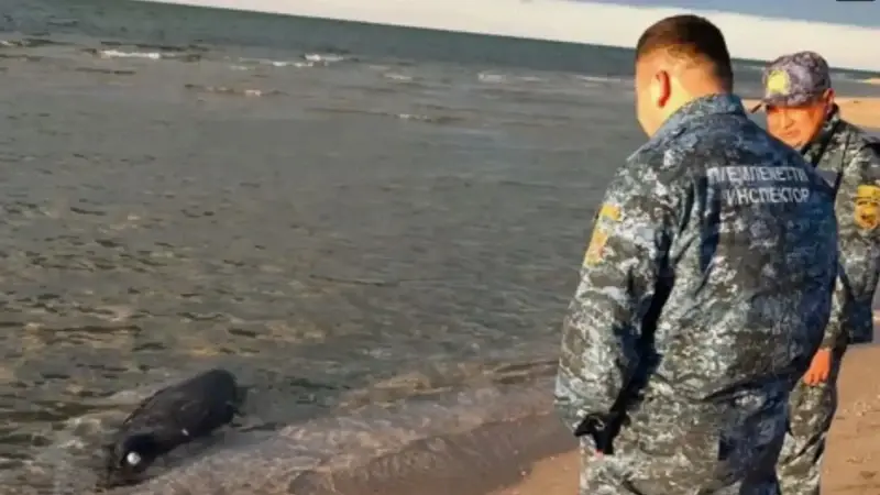 kazakistanin hazar denizi kiyisinda 100den fazla fok olu bulundu LVkHCXE6.webp