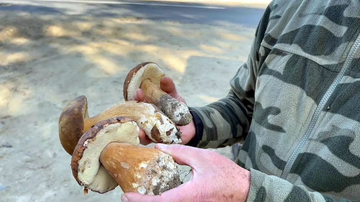 kuraklik mantarlari vurdu fiyatlar 500 tlye yukseldi bi4Z1nOk.jpg