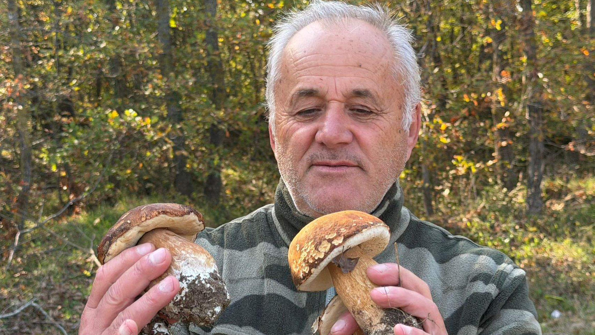 tekirdag istranca ormanlarinda mantar populasyonu azaldi OawB855h.jpg